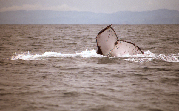 Whale 1363.jpg