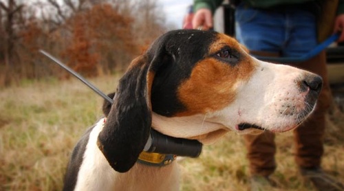 beagle tracking collars