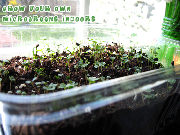 grow your own microgreens at home make grow your own microgreens at home make