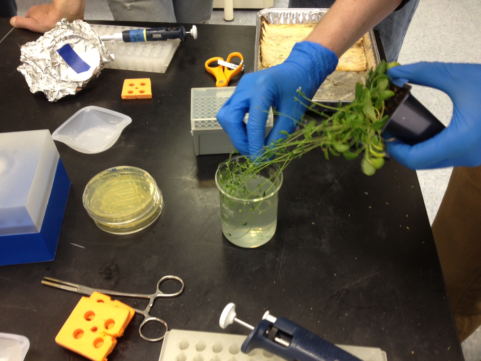 DIY Synthetic Biology Making Your Own Glowing Plants Make