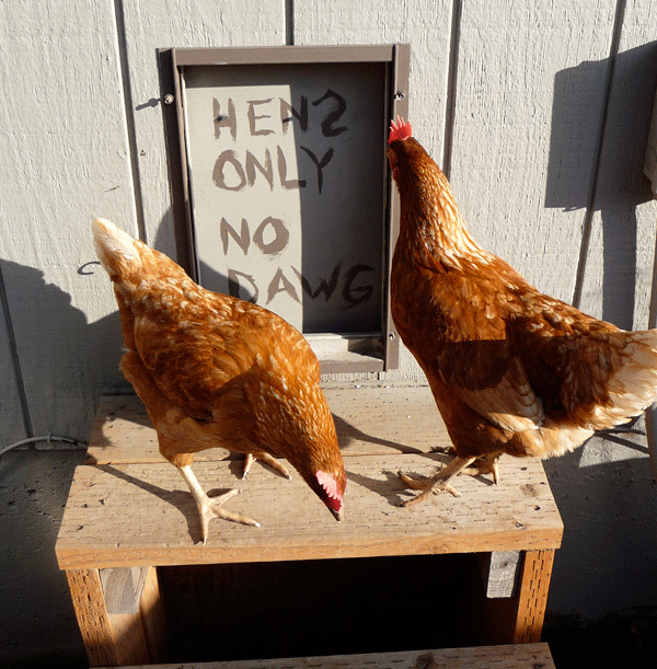 Automatic Chicken Coop from MAKE Volume 22